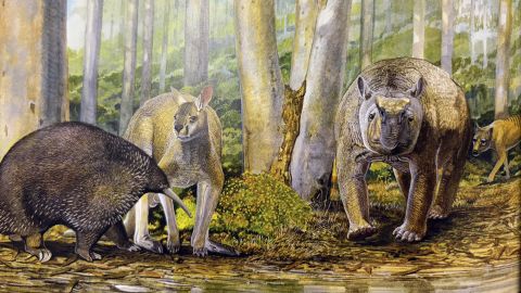 Mammoth-Cave-megafauna.jpg