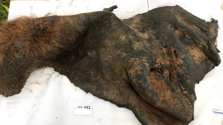 52,000-year-old wooly mammoth skin after it was excavated from permafrost. The Cell study shows that fossils of ancient chromosomes survive in the skin. 