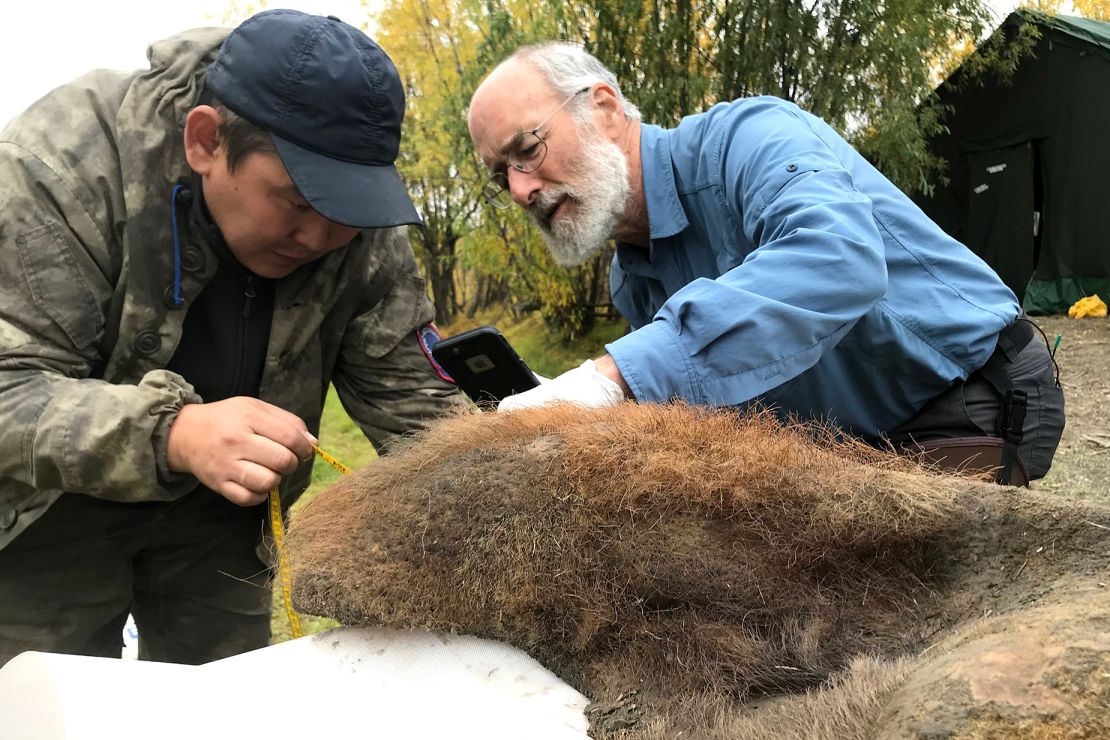 Researchers examine the mammoth skin after it was excavated from permafrost.