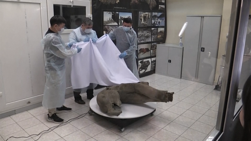 Russian scientists say world’s ‘best-preserved’ mammoth carcass is discovered – CNN