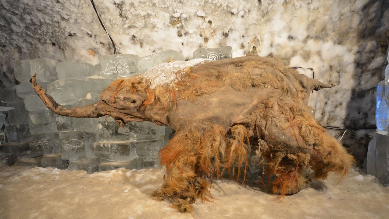 The Yuka mammoth on display in a frozen collection.