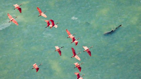 The Mangrove Photography Awards is an annual competition celebrating the beauty and significance of mangrove ecosystems around the world. Mark Ian Cook was named Mangrove Photographer of the Year 2025 for his image of a flock of Roseate spoonbills above a shark hunting, in the Everglades, Florida.
