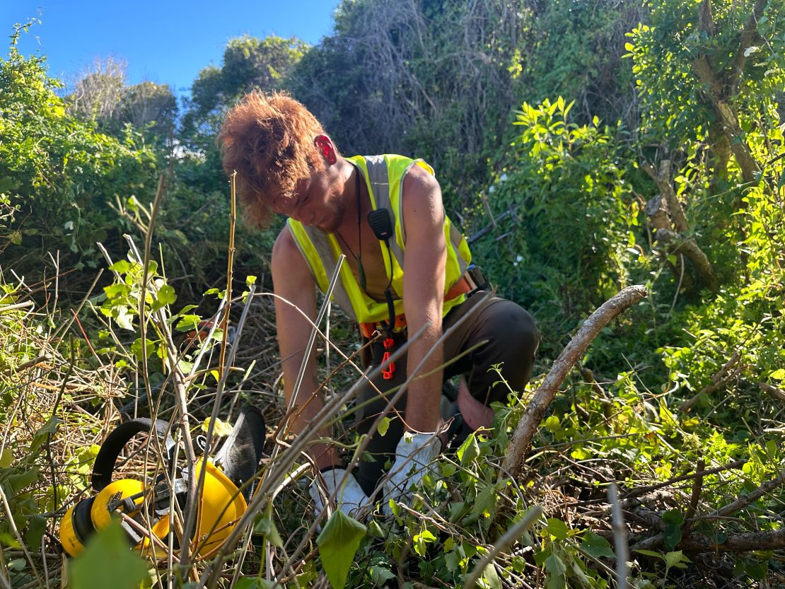 Justin Parkin-Rae pulls weeds from around native trees that Māori tribes planted by Oaro River.