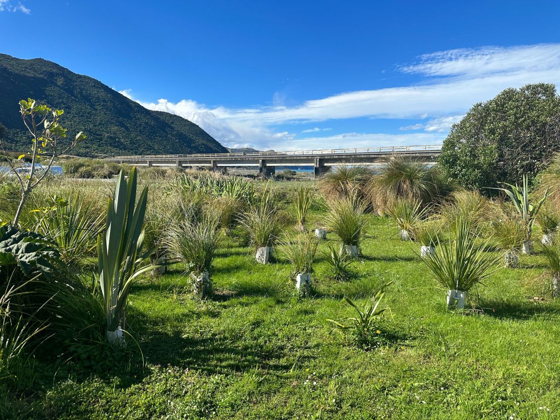 Native trees planted by Te Rūnanga o Kaikōura in Kaikōura.