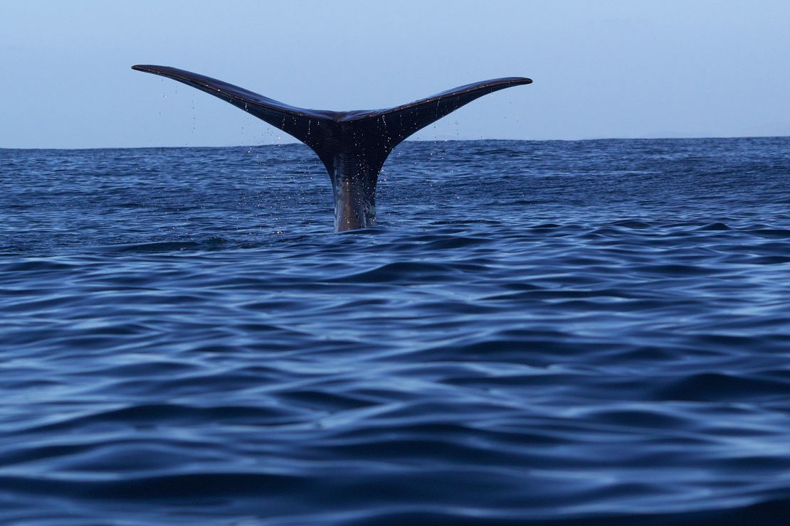 The tail of a giant sperm whale appears above the water as it dives. The whale is viewed from a Whale Watch Kaikōura boat.