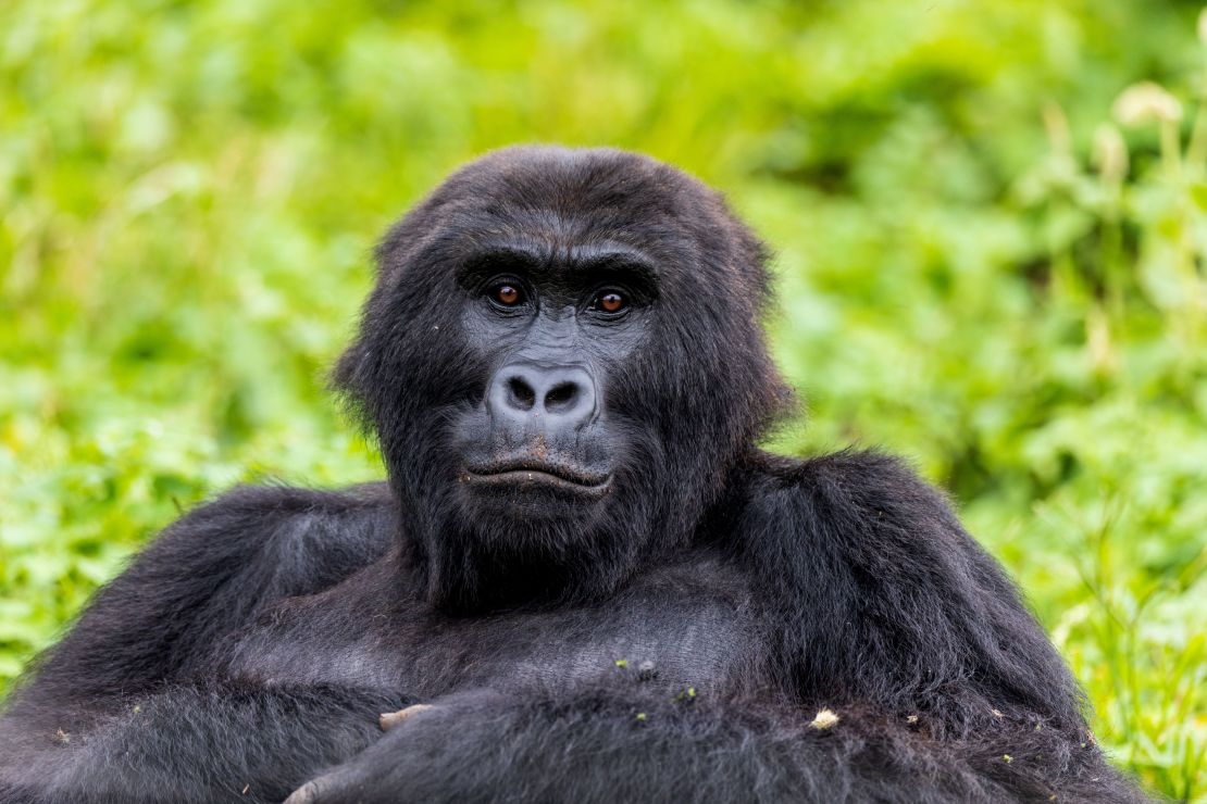 Mapendo was rescued in 2007 and is now 21 years old.