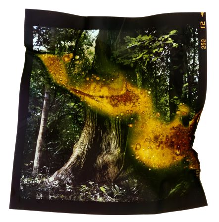 Marilene Ribeiro’s photographs of forests in her home country of Brazil also received an award. After developing the film, she burned it, representing the process that is also being endured by the landscape.