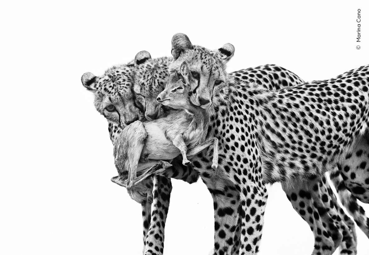 These three young cheetahs caught a dik-dik in Samburu National Reserve, Kenya as they were practicing their hunting.