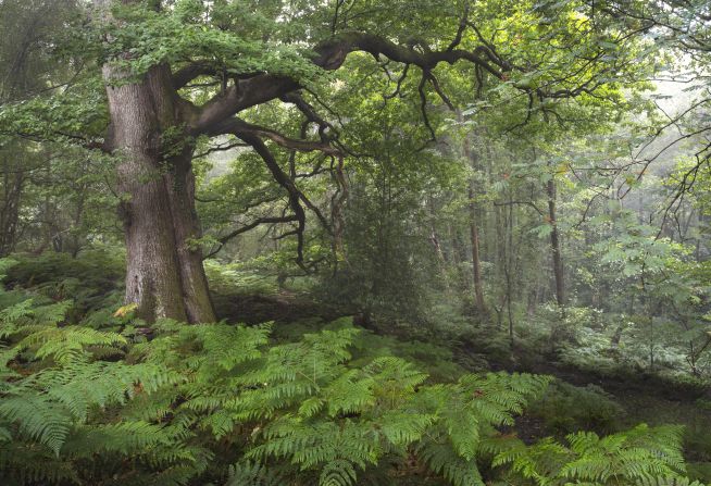 An image of an English oak tree in the Forest of Dean, UK, was also shortlisted. It was part of a series of photographs by Mark Adams that showed the diverse woodland landscape through the different seasons.