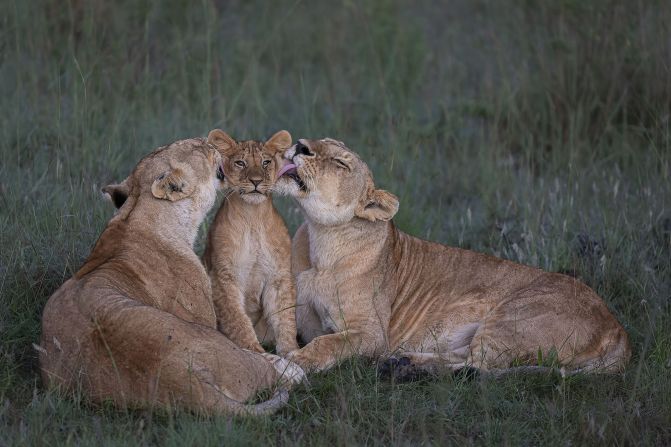Shared Parenting: In Kenya's Maasai Mara, a pair of lionesses groom one of the pride's five cubs.