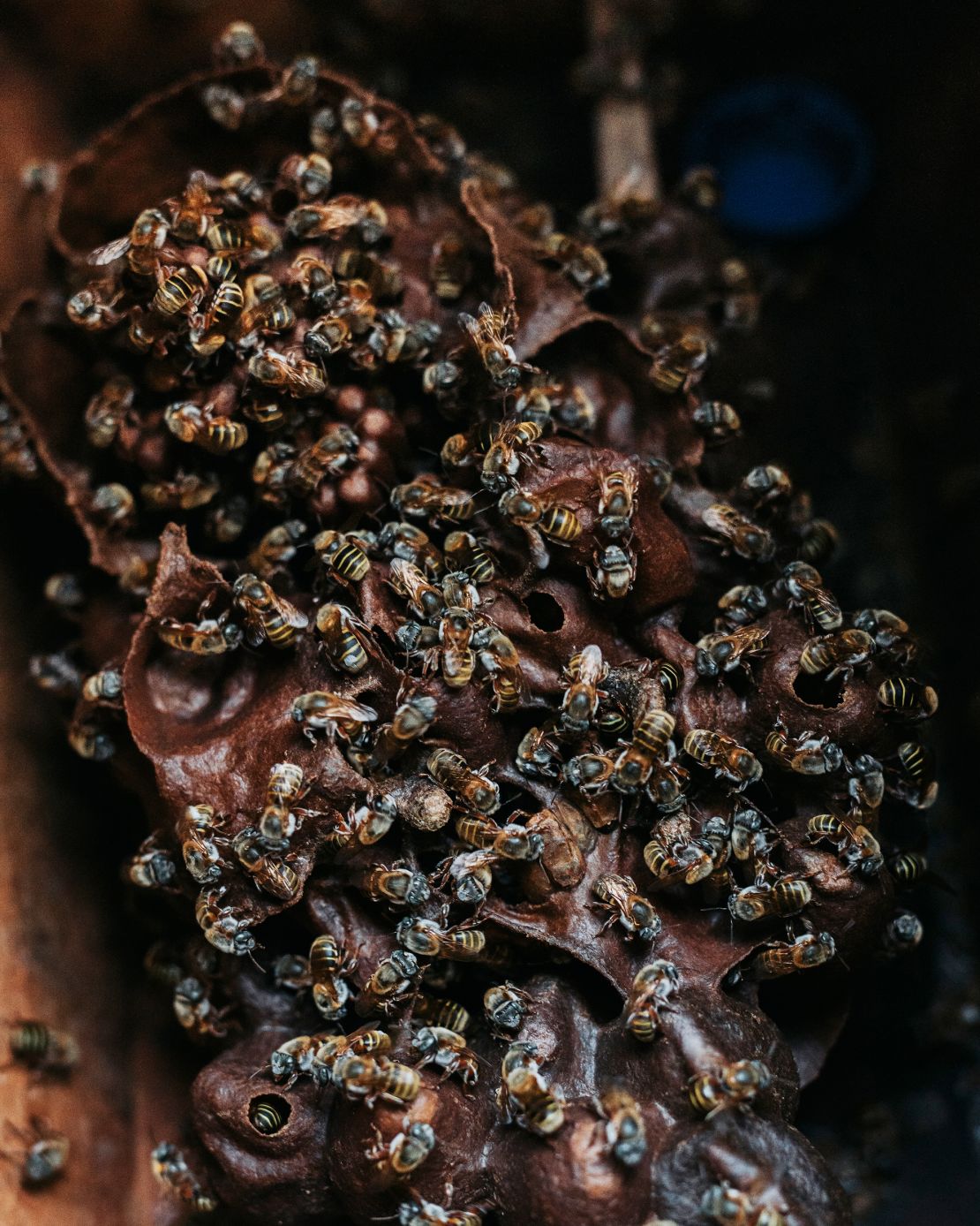 A special beehive at the SFER IK Museum in Mexico was developed for the Melipona bee, a local species facing population decline.