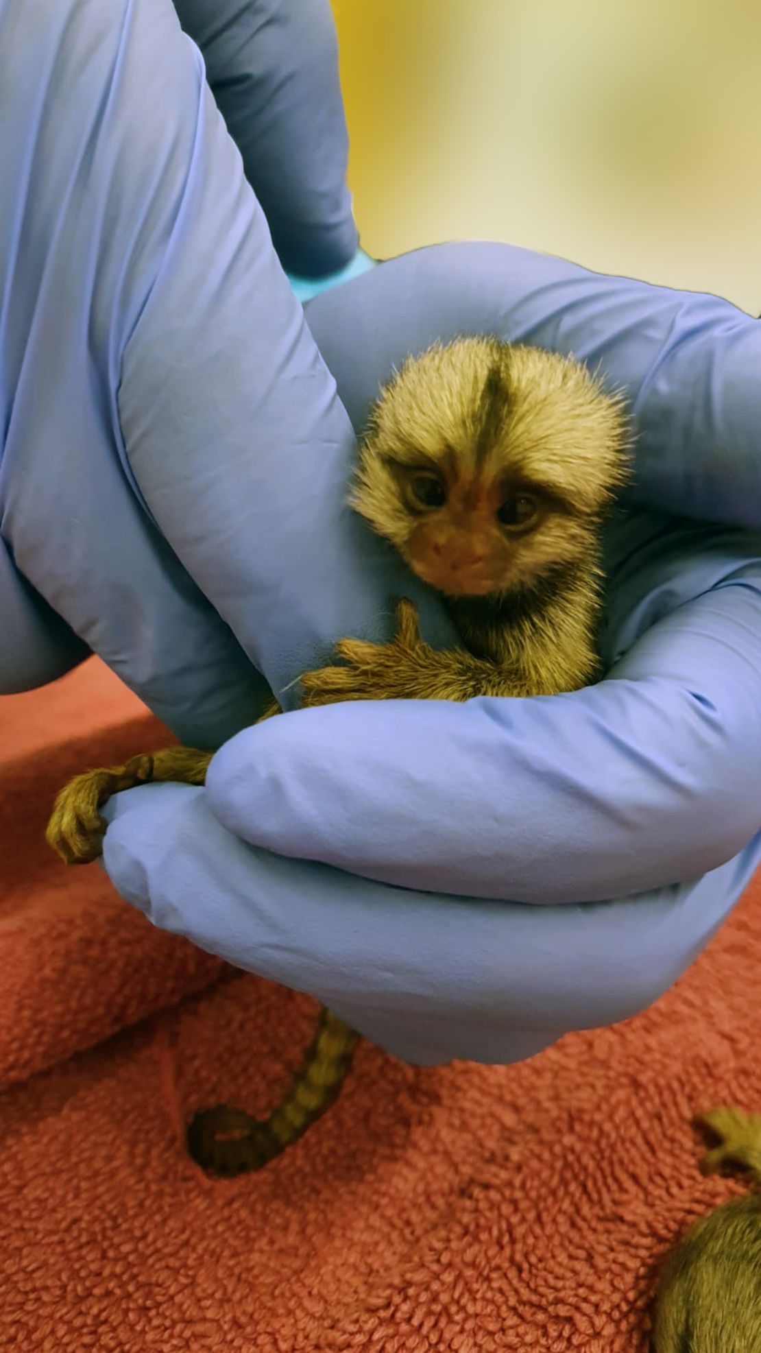 A baby marmoset involved in the study carried out by a team from the Hebrew University.