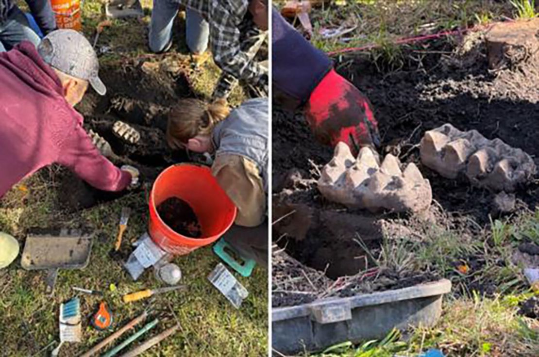 New York house owner’s yardwork unearths mastodon jaw | The Gentleman Report