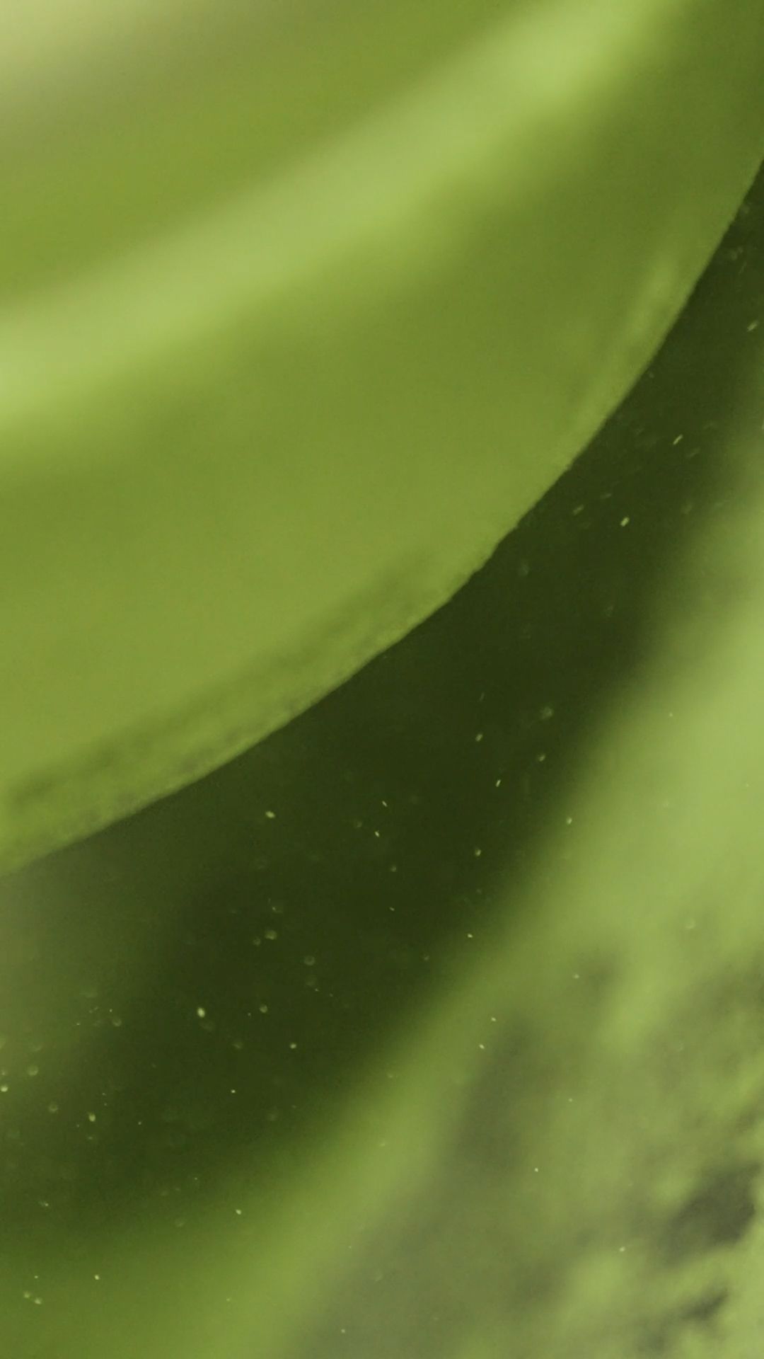 matcha powder.Still003.jpg