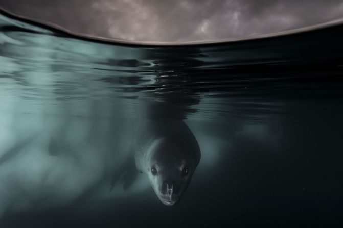 A leopard seal photographed by Matthew Smith in Paradise Harbour, Antarctica.