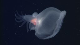A mystery mollusc (Bathydevius caudactylus) observed by MBARI’s remotely operated vehicle (ROV) Doc Ricketts in the outer Monterey Canyon at a depth of approximately 1,810 meters. This remarkable species of nudibranch, or sea slug, swims with a fingered tail and uses a cavernous hood to capture food. 