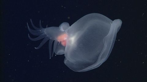 A mystery mollusc (Bathydevius caudactylus) observed by MBARI’s remotely operated vehicle (ROV) Doc Ricketts in the outer Monterey Canyon at a depth of approximately 1,810 meters. This remarkable species of nudibranch, or sea slug, swims with a fingered tail and uses a cavernous hood to capture food. 