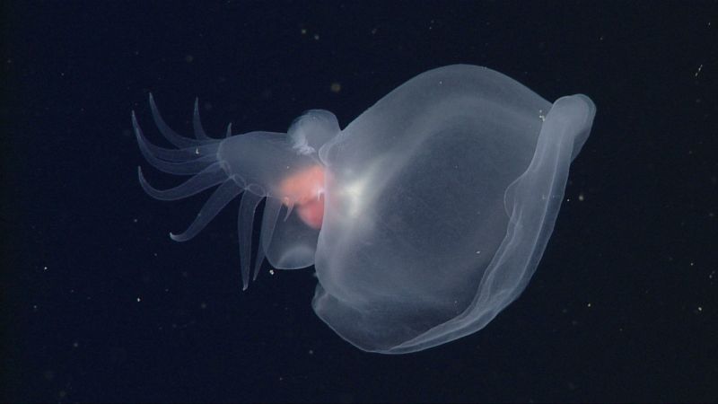 https://media.cnn.com/api/v1/images/stellar/prod/mbari-mystery-mollusc-d0598-02.jpg?c=16x9&q=w_800,c_fill