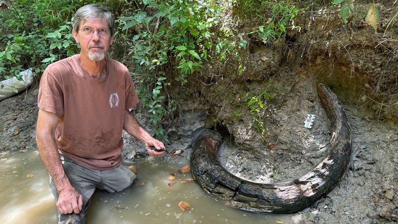 Descubrimiento de un colmillo de mamut de la Edad del Hielo en Mississippi