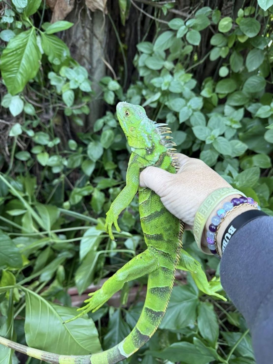 Este estado les provoca la pérdida del control muscular, lo que a veces causa que se caigan de los árboles, como presenciaron los residentes de Florida el martes por la mañana.