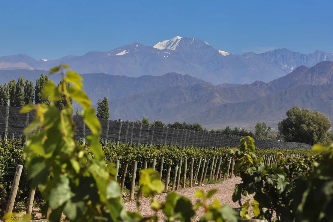 El volcán Tupungato, una de las montañas más altas de los Andes, se ve detrás de los viñedos de la bodega Cheval des Andes en la provincia de Mendoza.