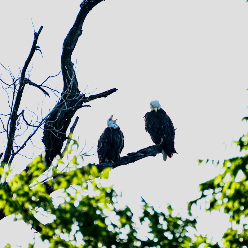 The White Rock Lake bald eagles "Nick" and "Nora” squawking from the trees searching for their two eaglet offspring. Courtesy Scott Meril, MD