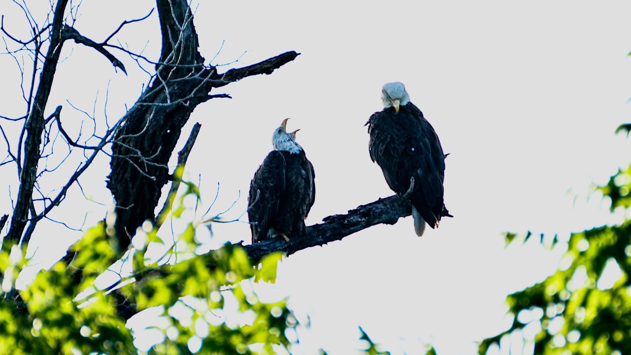The White Rock Lake bald eagles "Nick" and "Nora” squawking from the trees searching for their two eaglet offspring.