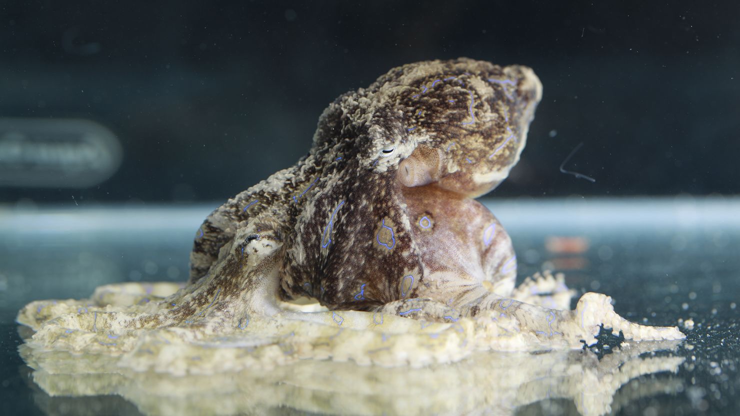 Blue-lined octopuses have a powerful venom called tetrodotoxin (TTX).