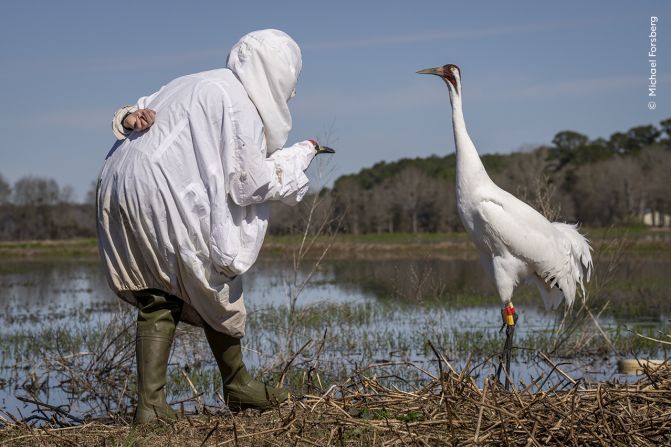 A biologist in disguise moves toward an endangered whooping crane in Louisiana, US, as photographed by Michael Forsberg.