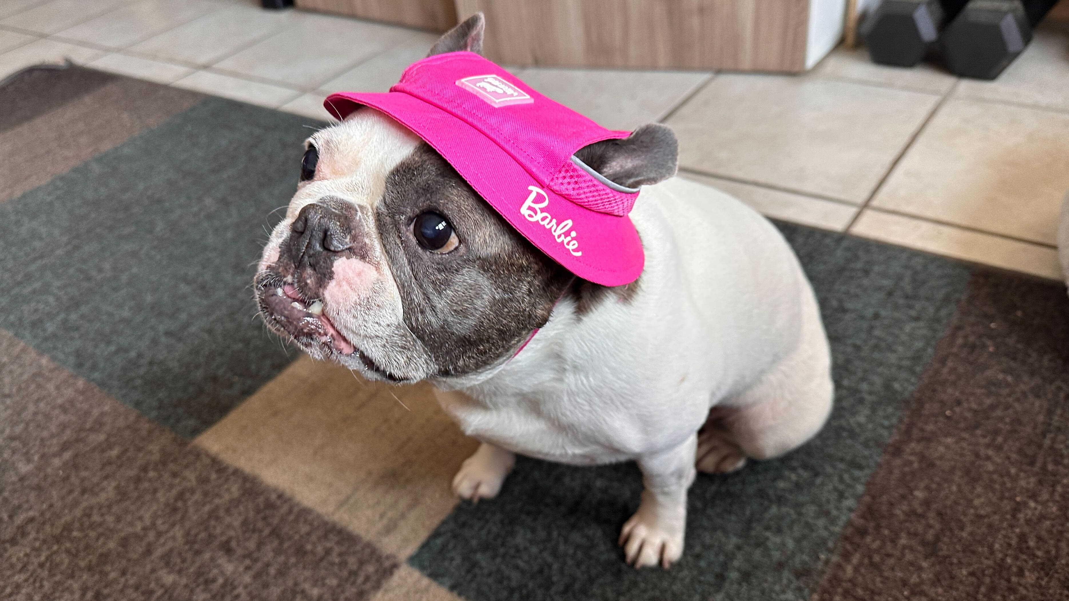 Bucket Hat 25 XXLarge French Bulldog, Hat for Large Heads, XXL Sun Hat, Frenchie, Dog Show, American Kennel Club, Dog Treat, Dog bisuits