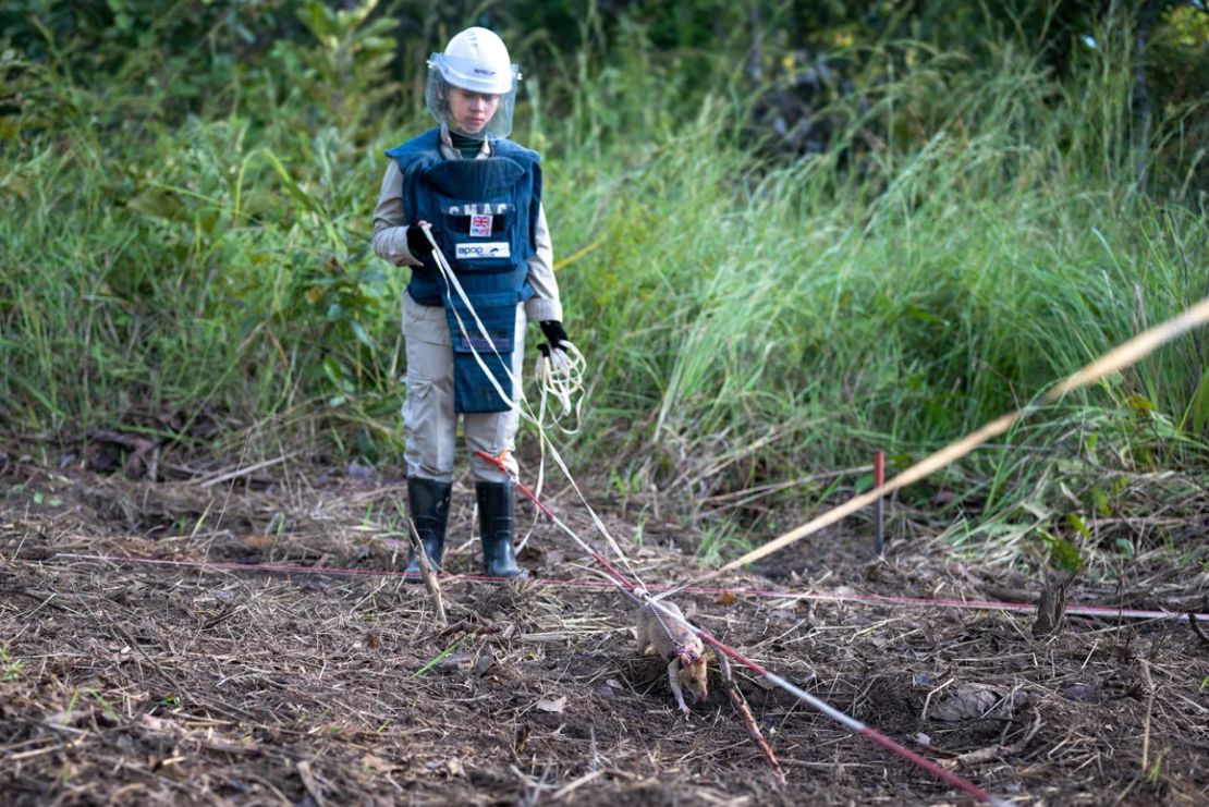 Entre agosto de 2021 y febrero de 2025, Ronin descubrió 109 minas terrestres y otras 15 piezas de municiones sin detonar.