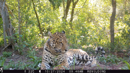 Mini - El Impenetrable - Rewilding Argentina 2025-03-20 a la(s) 15.45.51.png
