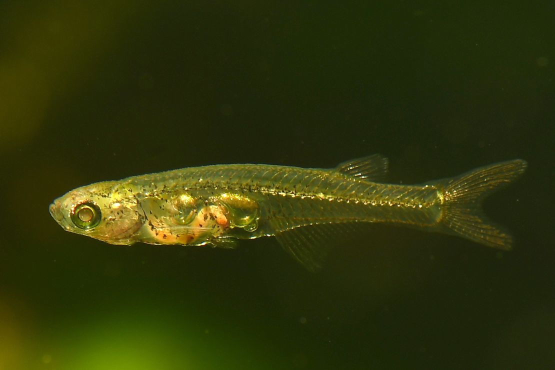 Only half an inch (12 millimeters) long, but louder than 140 decibels, Danionella cerebrum is one noisy fish.