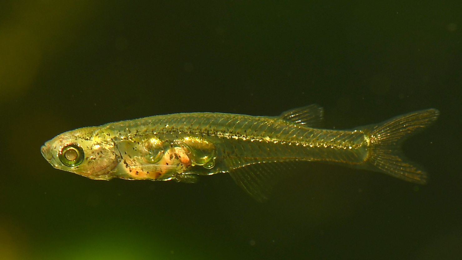 Danionella cerebrum live in shallow waters off Myanmar.