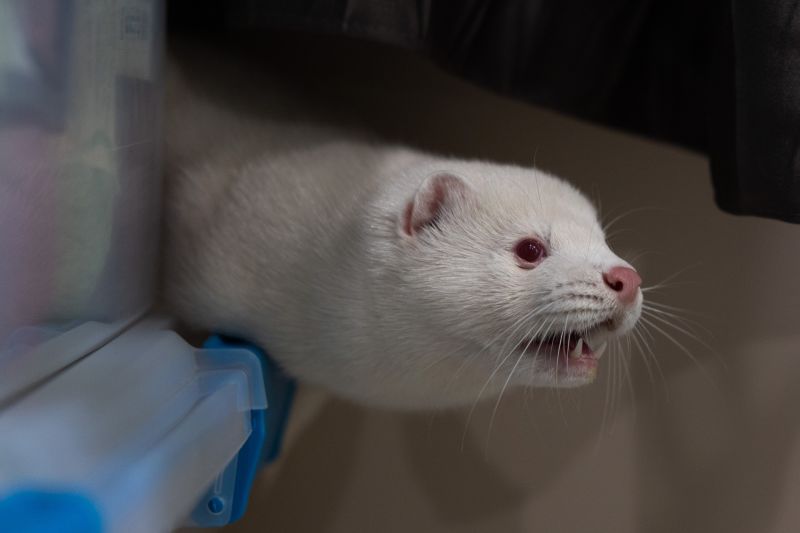 Bird flu outbreak at Utah mink farm sparks pandemic fears as experts warn of H5N1 spillover; officials won't act