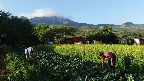 WWOOFers harvest fresh produce on a host farm in Hawaii.