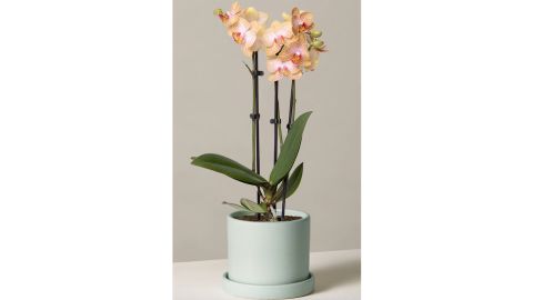 small orange orchid