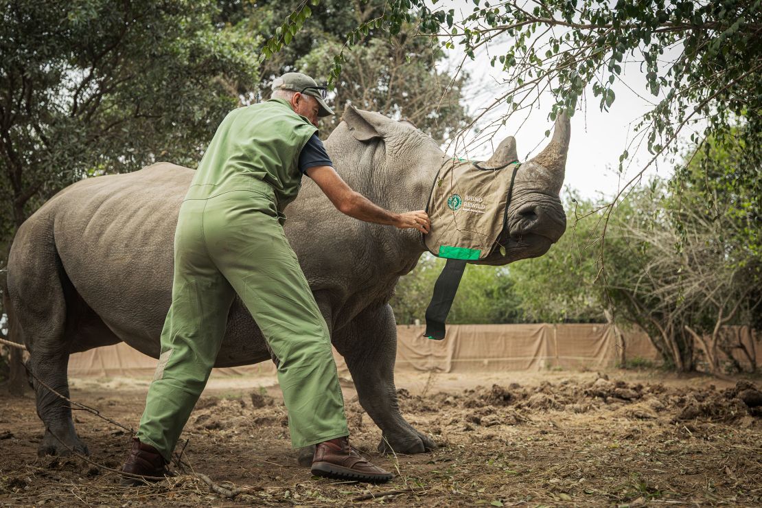 A rhino is blindfolded before being crated for transport.