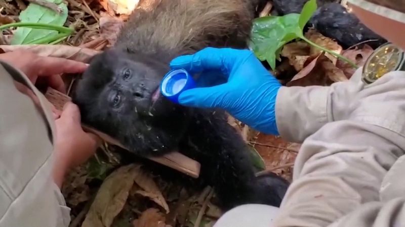 Video: Mexico’s monkeys are dropping dead due to prolonged heatwaves