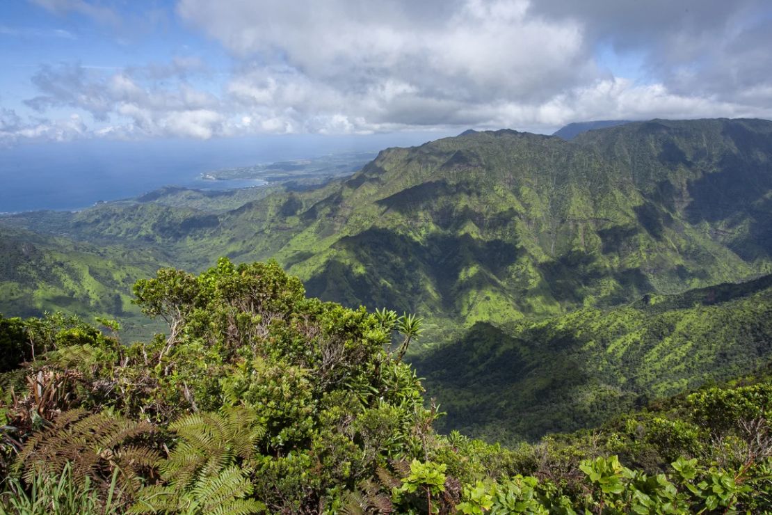 Los mieleros se han retirado a zonas montañosas en islas como Kauai.