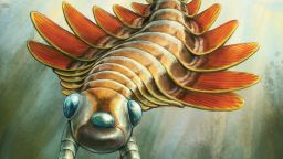 Life reconstruction of Mosura fentoni