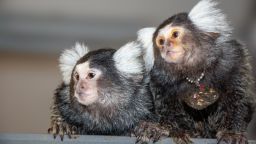Mother and daughter - Bhumi and Belle (Credit- David Omer's Lab).jpg