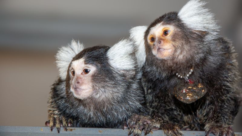 These monkeys use names to communicate with each other, study finds