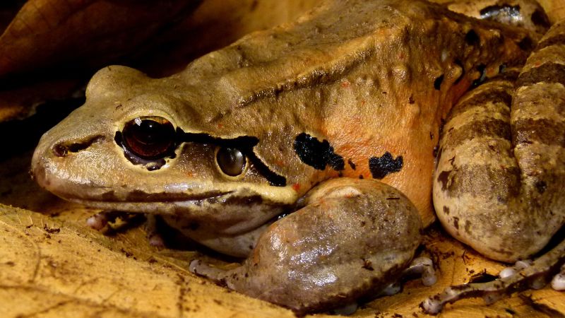 #Giant chicken frog faces extinction due to a deadly amphibian fungus