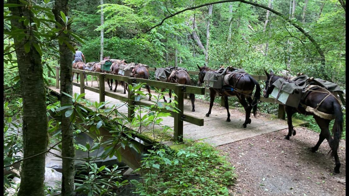 Mules from the Mountain Mule Packer Ranch, which is based Mount Ulla, North Carolina.