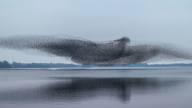 Starling Murmuration, Lough Ennell