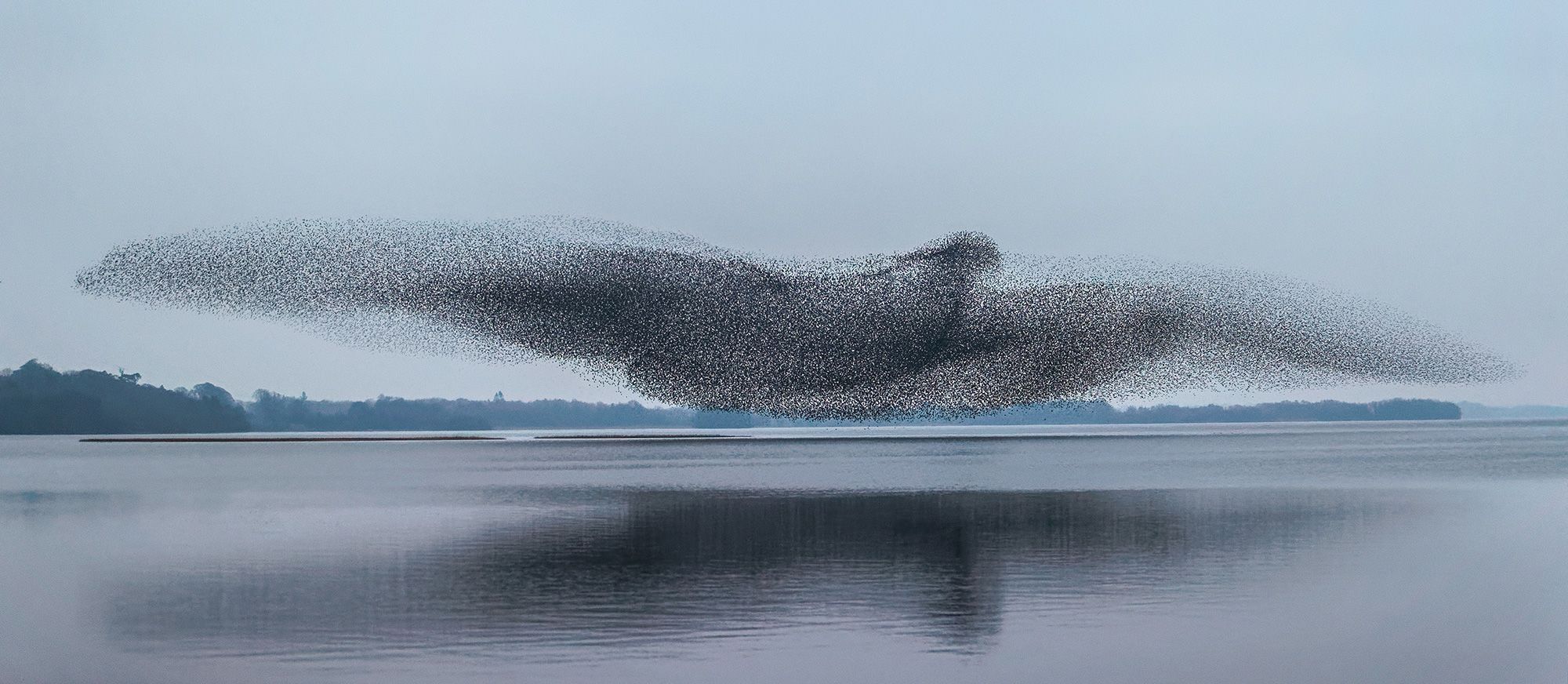 A murmuration of starlings forms the shape of a bird over Lough Ennell, Ireland.