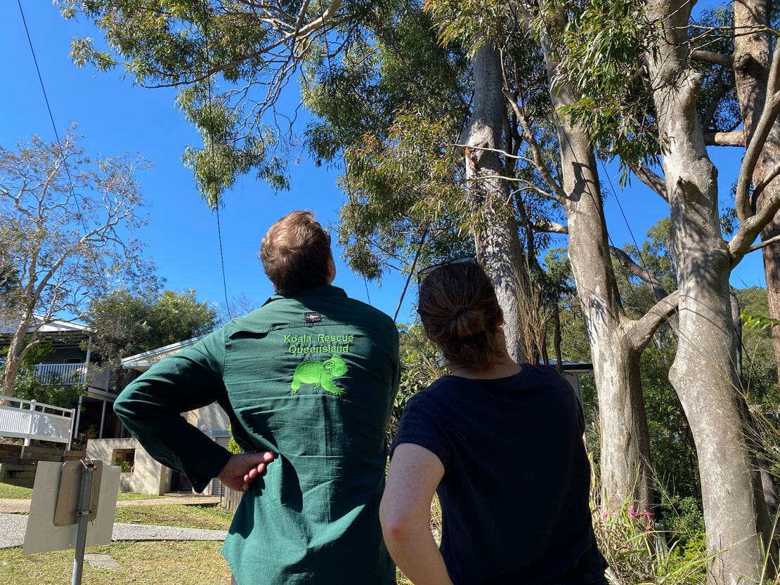 Climber Murray Chambers (left) considers his options to rescue the koala, alongside Sophia Windsor (right).