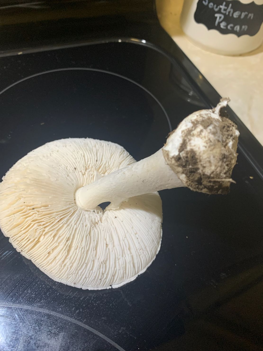 Poison control told Tammy Hickman that this mushroom was toxic and that she had to rush her husband to the hospital as soon as she could.