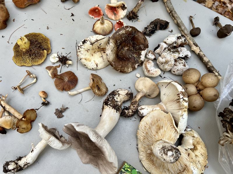 Rising Popularity of Mushrooms Brings a Surge in Poisoning Cases, Experts Caution